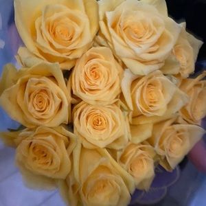 Meet your Posher, Liza